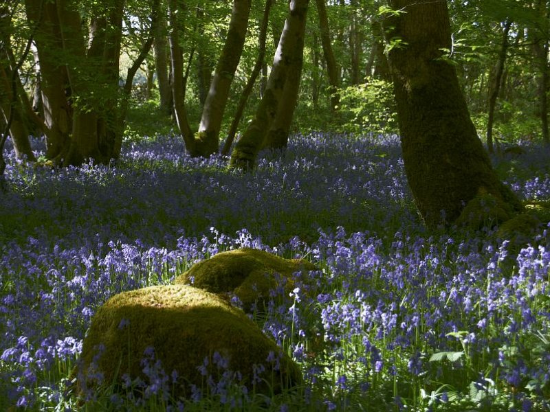 ​Wildlife to be destroyed by blinkered decision making
